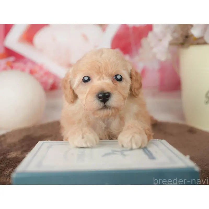 販売中の千葉県のトイプードル-451878の3枚目