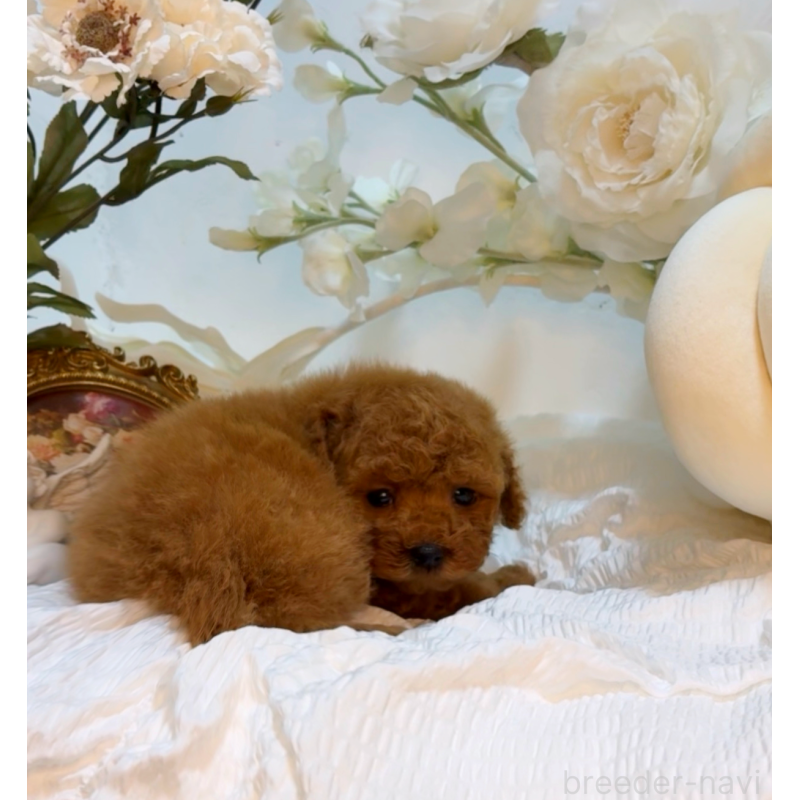 成約済の大阪府のタイニープードル-446548の2枚目