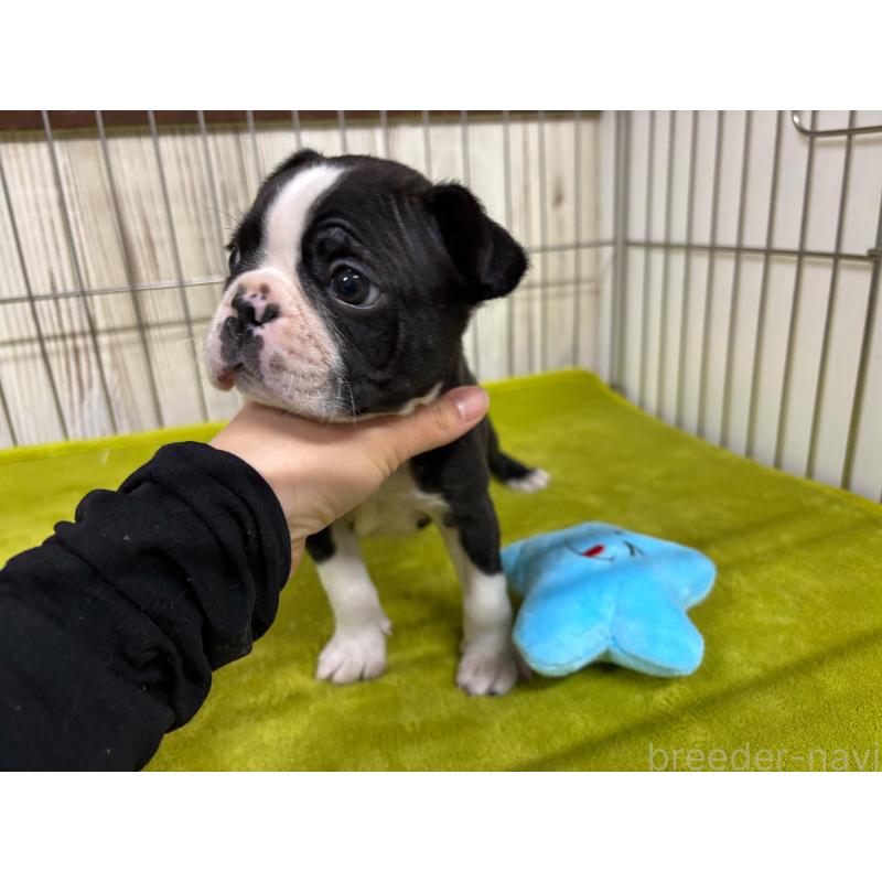 商談中の鹿児島県のボストンテリア-446101の2枚目