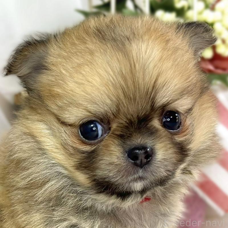 ♀︎ポメチワ:ポメラニアン×チワワ