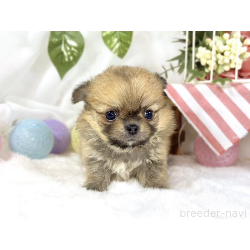 販売中の滋賀県のポメチワ:ポメラニアン×チワワ-451879の4枚目