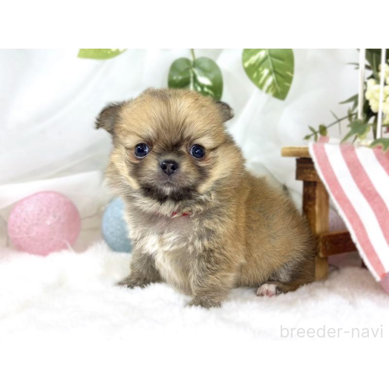 販売中の滋賀県のポメチワ:ポメラニアン×チワワ-451879の2枚目