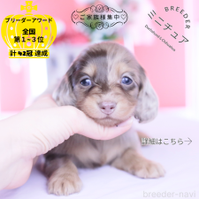 ♀︎ミニチュアダックスフンド(ロングヘアード)