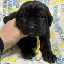 ♀︎ラブラドールレトリーバー