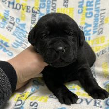 ♀︎ラブラドールレトリーバー