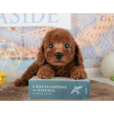 ♀︎トイプードル