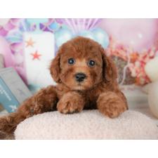 ♀︎トイプードル