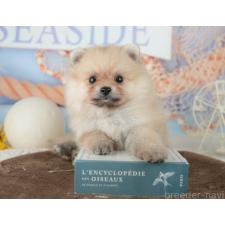 ♀︎ポメラニアン