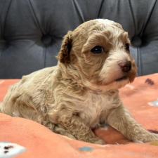 ♀︎マルプー:マルチーズ×トイプードル