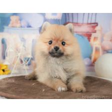 ♀︎ポメラニアン