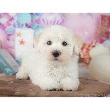 ♀︎マルプー:マルチーズ×トイプードル