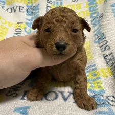 オンライン見学