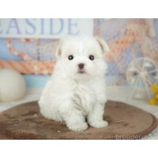 オンライン見学