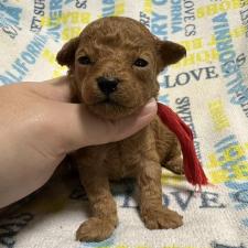 ♀︎トイプードル