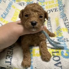 ♀︎トイプードル