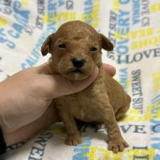 ♀︎トイプードル