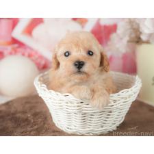 オンライン見学