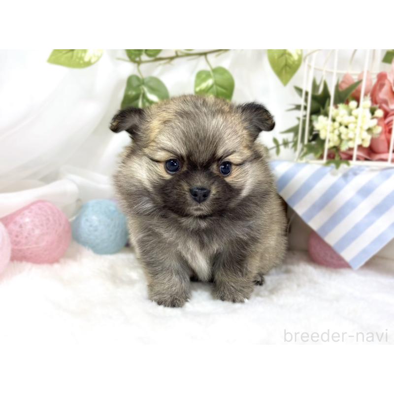 販売中の滋賀県のポメチワ:ポメラニアン×チワワ-451880の4枚目