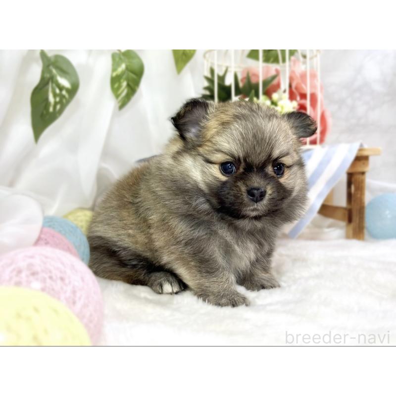 販売中の滋賀県のポメチワ:ポメラニアン×チワワ-451880の3枚目