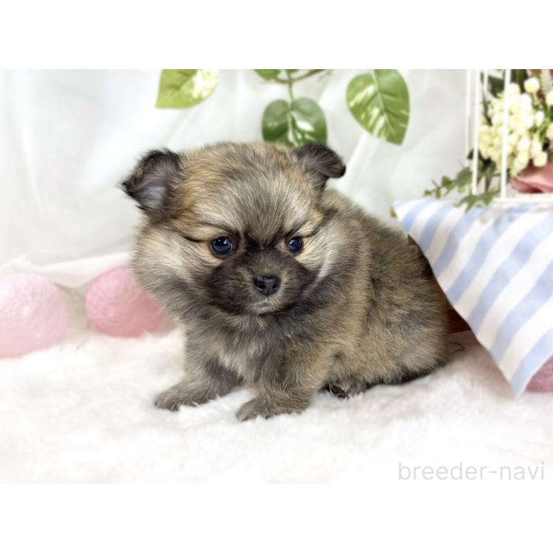 販売中の滋賀県のポメチワ:ポメラニアン×チワワ-451880の2枚目