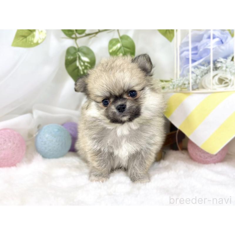 販売中の滋賀県のポメチワ:ポメラニアン×チワワ-451881の4枚目