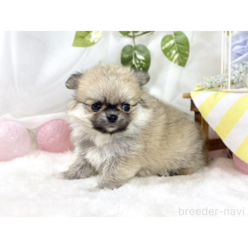 販売中の滋賀県のポメチワ:ポメラニアン×チワワ-451881の2枚目