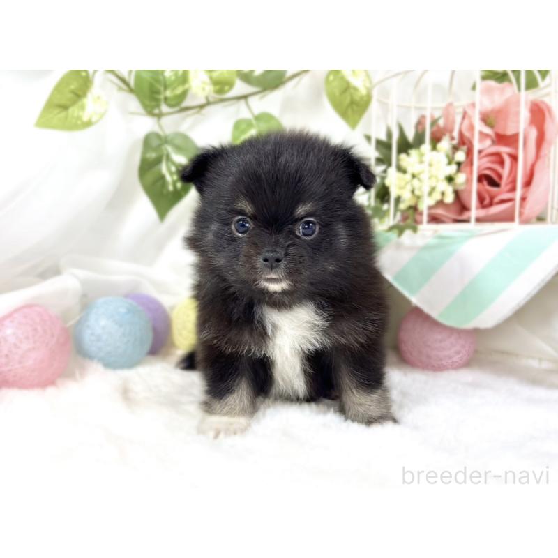 販売中の滋賀県のポメチワ:ポメラニアン×チワワ-451883の4枚目
