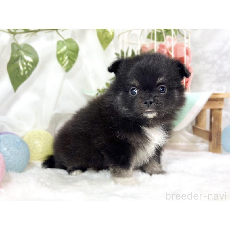 販売中の滋賀県のポメチワ:ポメラニアン×チワワ-451883の3枚目