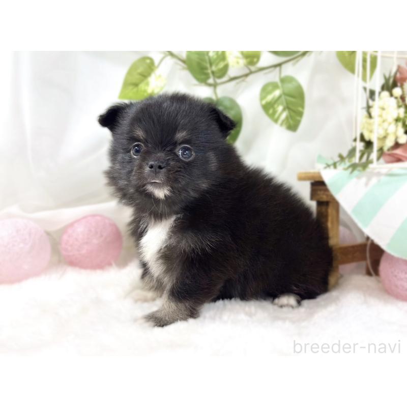 販売中の滋賀県のポメチワ:ポメラニアン×チワワ-451883の2枚目