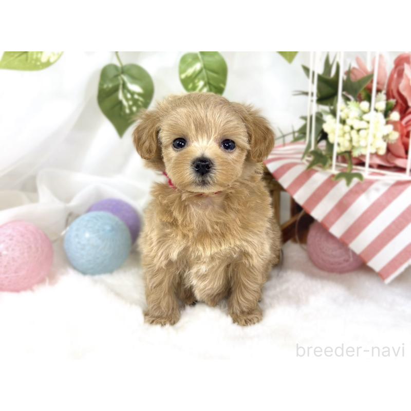 販売中の滋賀県のマルプー:マルチーズ×トイプードル-451884の4枚目