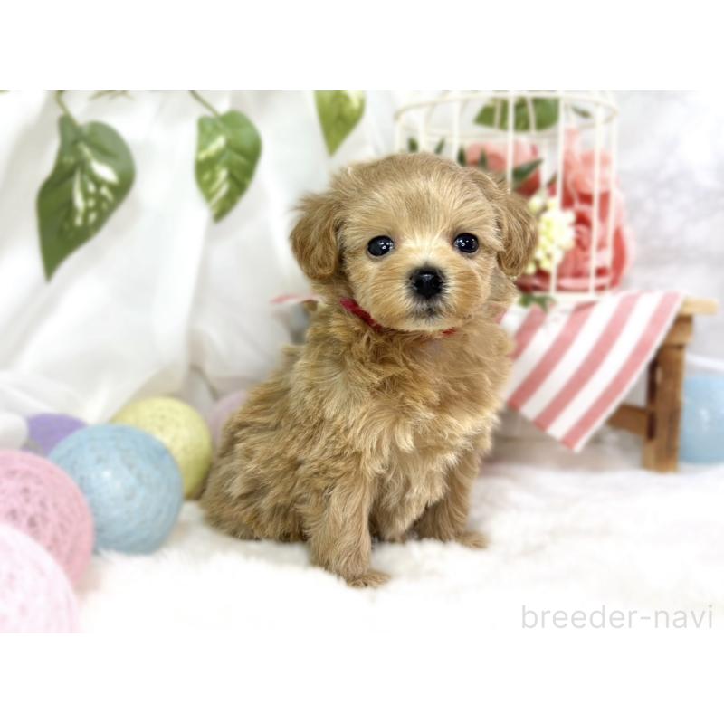 販売中の滋賀県のマルプー:マルチーズ×トイプードル-451884の3枚目