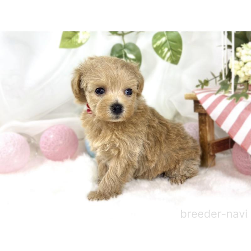 販売中の滋賀県のマルプー:マルチーズ×トイプードル-451884の2枚目