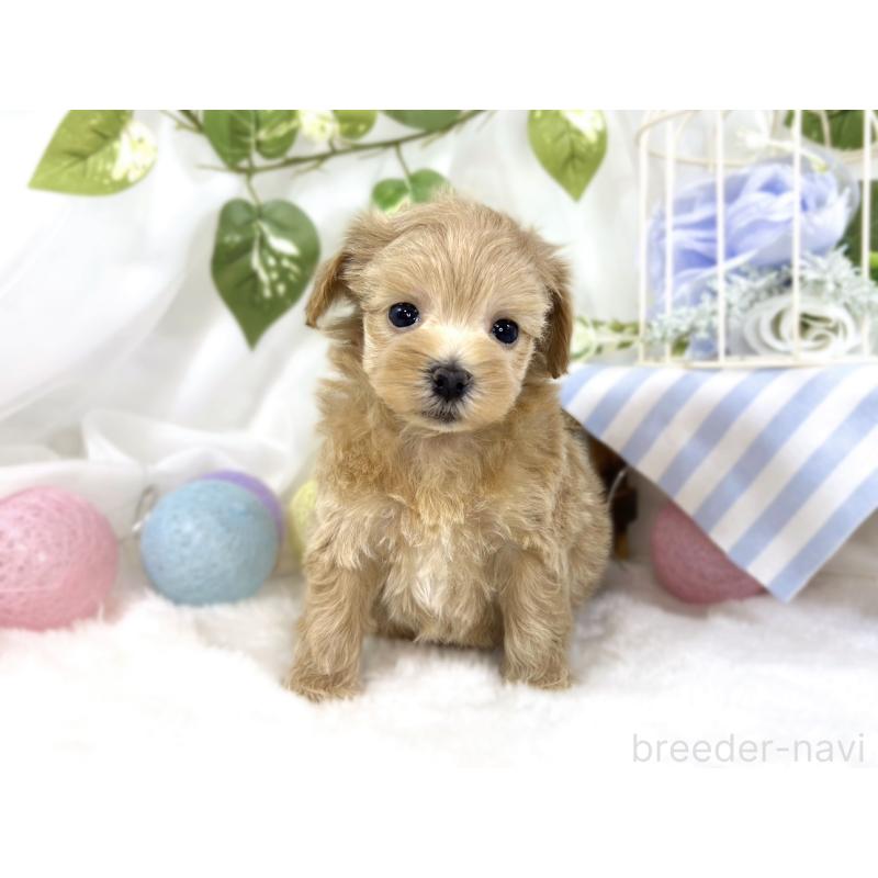 販売中の滋賀県のマルプー:マルチーズ×トイプードル-451885の4枚目