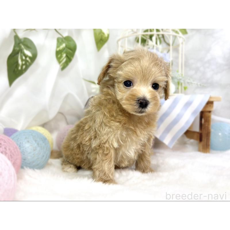 販売中の滋賀県のマルプー:マルチーズ×トイプードル-451885の3枚目