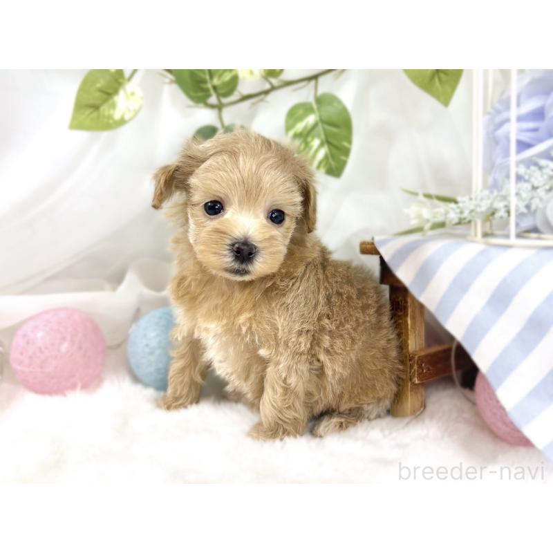 販売中の滋賀県のマルプー:マルチーズ×トイプードル-451885の2枚目