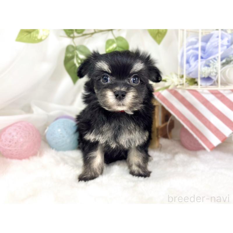 販売中の滋賀県のチワマル:チワワ×マルチーズ-451886の4枚目