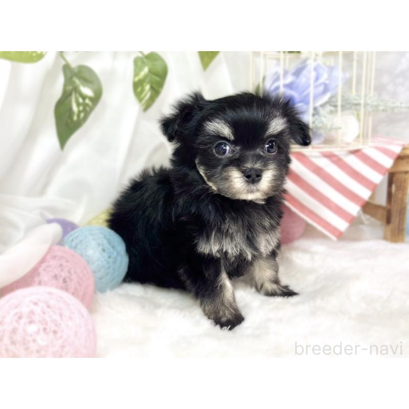 販売中の滋賀県のチワマル:チワワ×マルチーズ-451886の3枚目