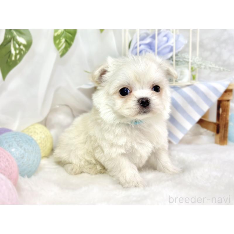 販売中の滋賀県のチワマル:チワワ×マルチーズ-451887の3枚目