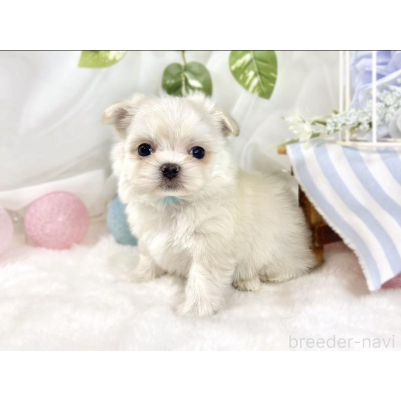 販売中の滋賀県のチワマル:チワワ×マルチーズ-451887の2枚目