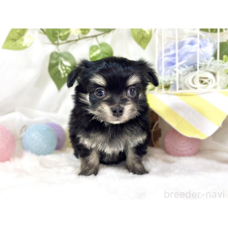 販売中の滋賀県のチワマル:チワワ×マルチーズ-451889の4枚目