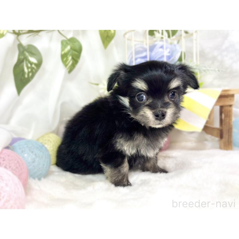 販売中の滋賀県のチワマル:チワワ×マルチーズ-451889の3枚目