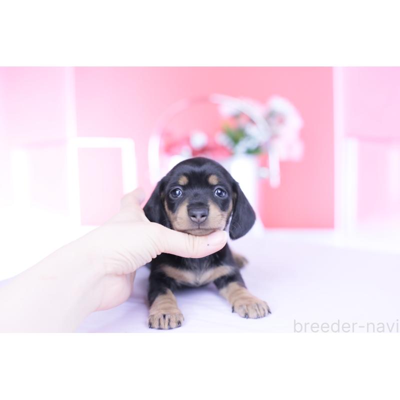 販売中の愛知県のカニンヘンダックスフンド(スムースヘアード)-451890の8枚目