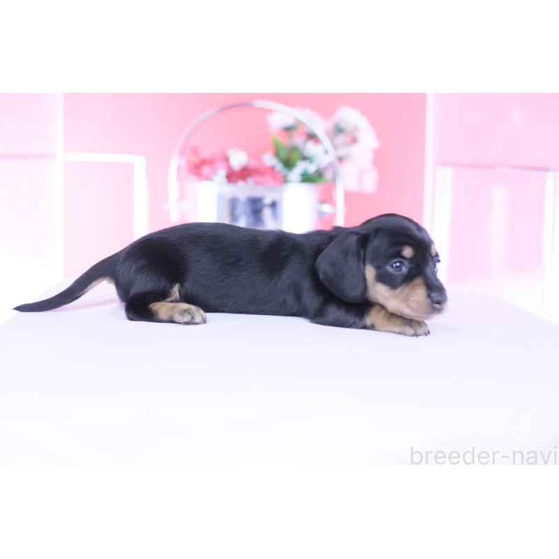 販売中の愛知県のカニンヘンダックスフンド(スムースヘアード)-451890の7枚目