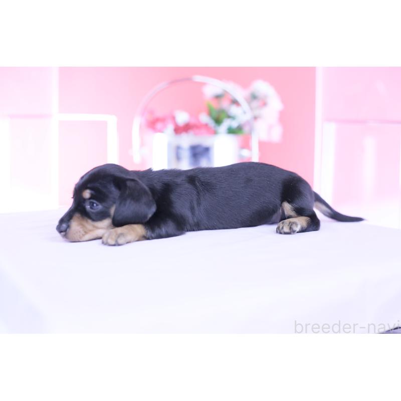 販売中の愛知県のカニンヘンダックスフンド(スムースヘアード)-451890の6枚目