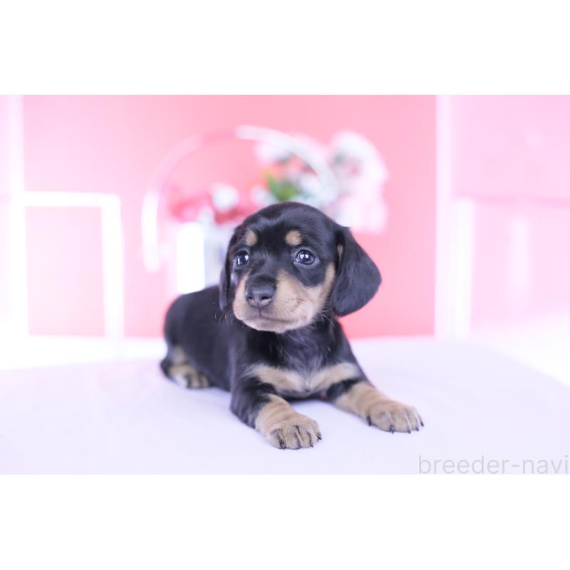 販売中の愛知県のカニンヘンダックスフンド(スムースヘアード)-451890の5枚目