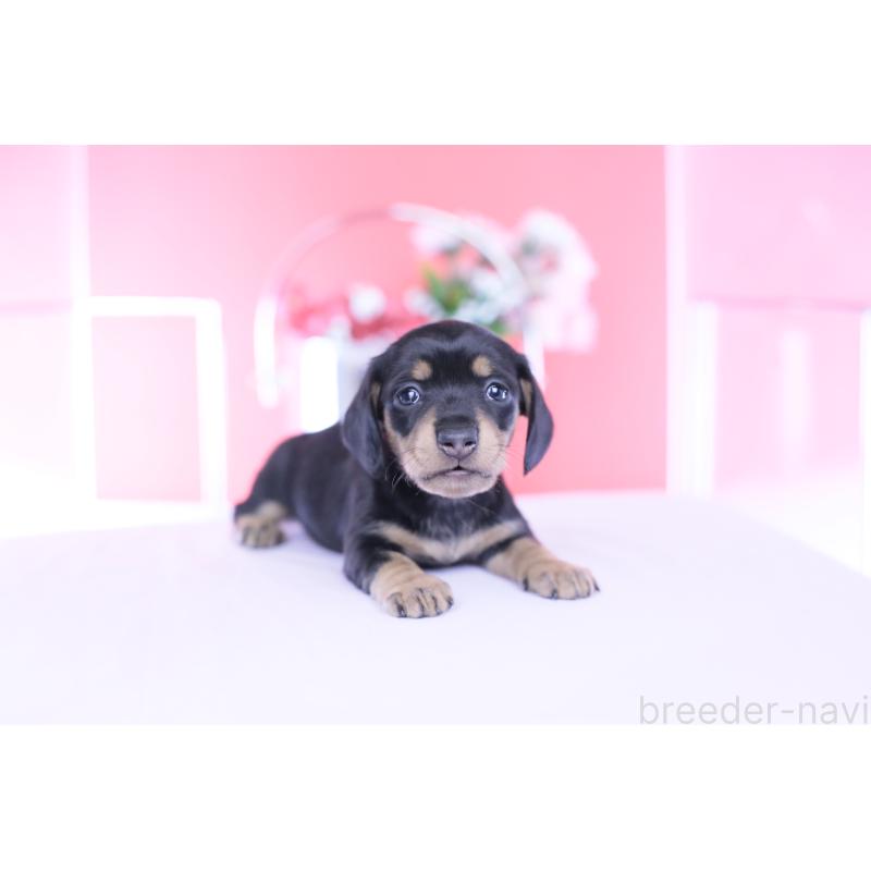 販売中の愛知県のカニンヘンダックスフンド(スムースヘアード)-451890の3枚目