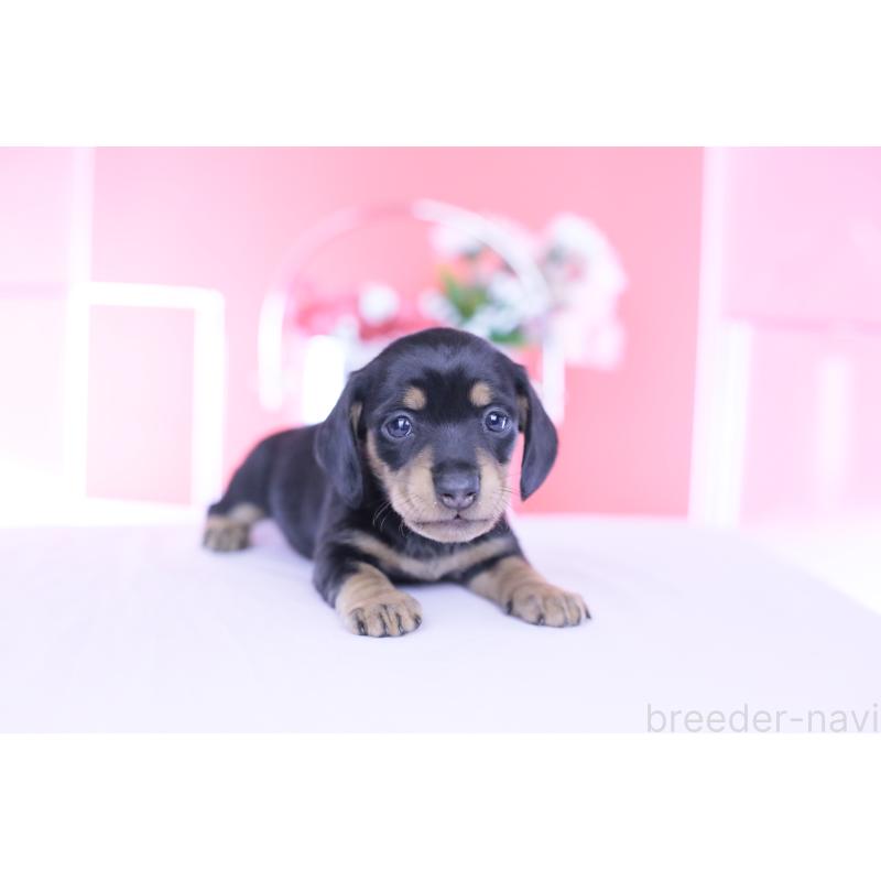 販売中の愛知県のカニンヘンダックスフンド(スムースヘアード)-451890の2枚目