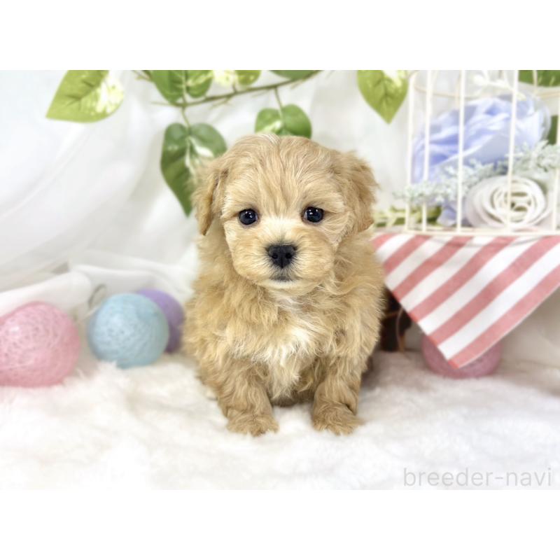 販売中の滋賀県のマルプー:マルチーズ×トイプードル-451891の4枚目