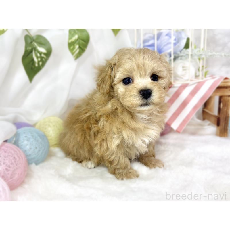 販売中の滋賀県のマルプー:マルチーズ×トイプードル-451891の3枚目