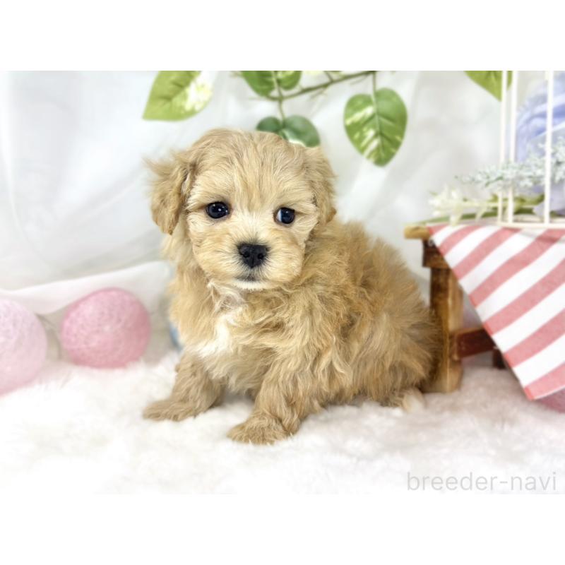 販売中の滋賀県のマルプー:マルチーズ×トイプードル-451891の2枚目